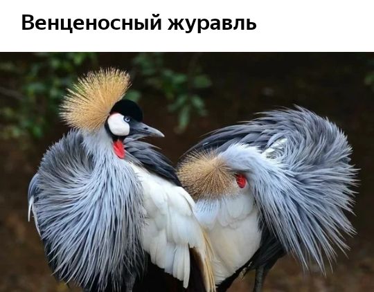 Венценосный журавль