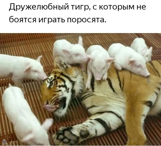 Дружелюбный тигр с которым не боятся играть поросята