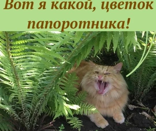 от Я КПКОЦ цветок ПППОРОПНЦКЦ __