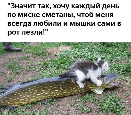 Значит так хочу каждый день по миске сметаны чтоб меня всегда любили и мышки сами в рот лезли