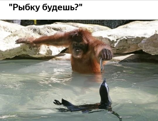 Рыбку будешь