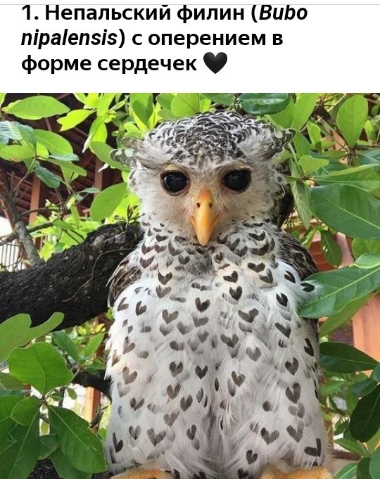 филин ВиЬо В м Рк ее пч от 0 Зе ыс ЫР шо ПФ 1 Непальский