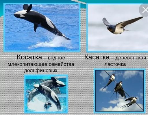 Косатка  водное касатка  деревенская млекопитающее семейства. Ласточка: дельфиновых аа
