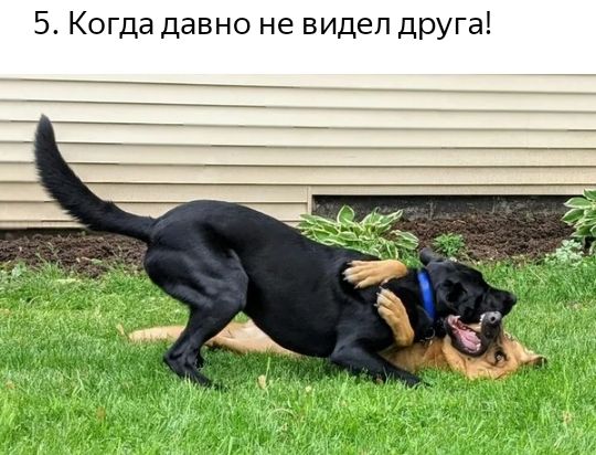 5 Когда давно не видел друга