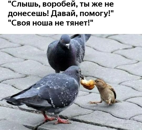 Слышь воробей ты же не донесешь Давай помогу Своя ноша не тянет 47
