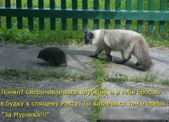7 т ды им и урны
