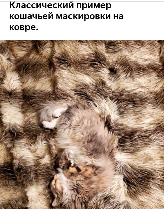 Классический пример кошачьей маскировки на ковре