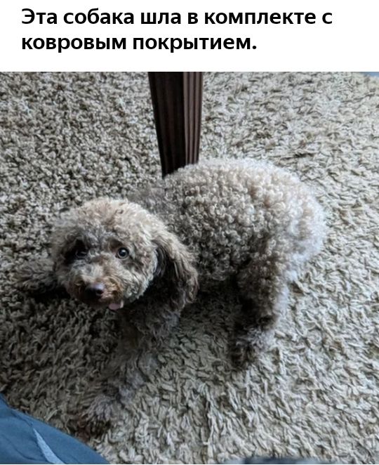 Эта собака шла В КОМПЛЕКТЕ С КОВРОВЫМ покрытием