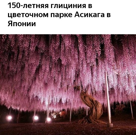150 летняя глициния в цветочном парке Асикага в Японии