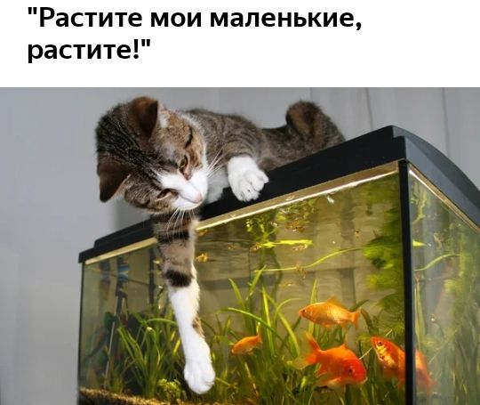 Растите мои маленькие растите