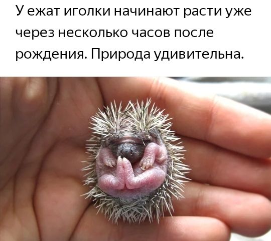 У ежат иголки начинают расти уже через несколько часов после рождения Природа удивительна