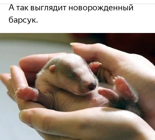 А так выглядит новорожденный барсук