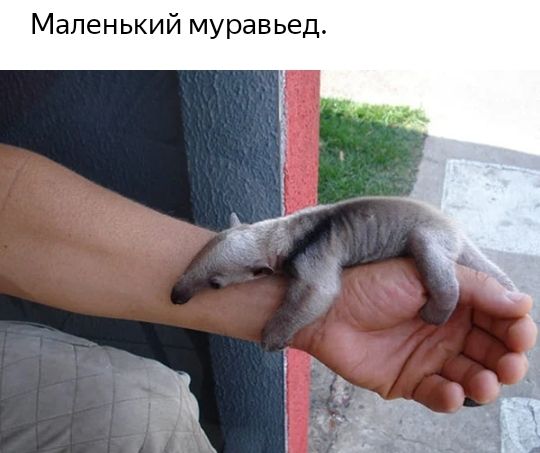 Маленький муравьед