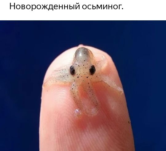 Новорожденный осьмино