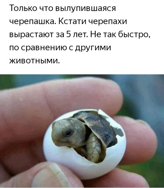 ТОЛЬКО ЧТО ВЫПУПИВШЭЯСЯ черепашка Кстати черепахи вырастают за 5 лет Не так быстро по сравнению с другими животными