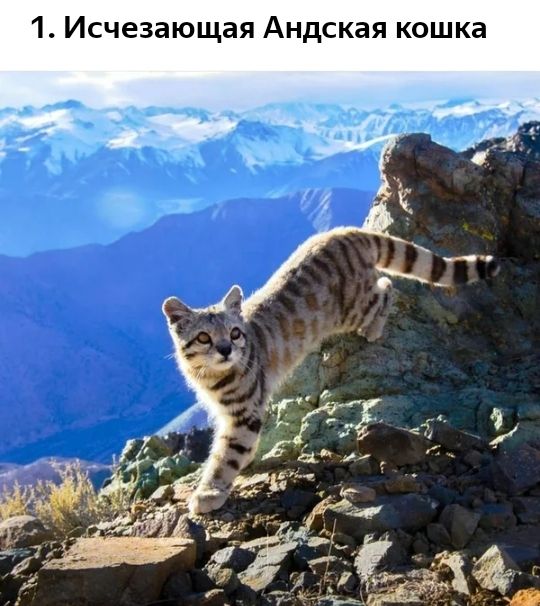 1 Исчезающая Андская кошка