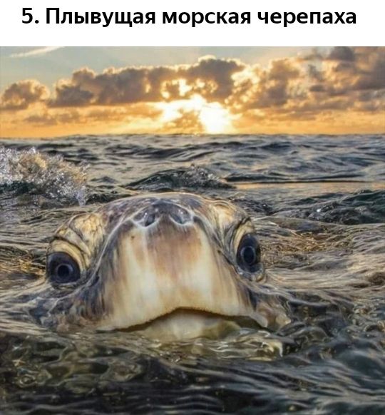 5 Ппывущая морская черепаха