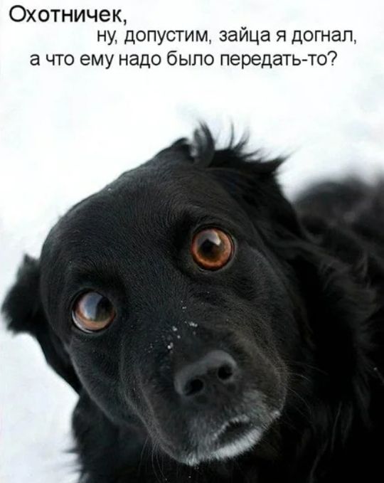 Охотничек НУ ДОПУСТИМ зайца Я ДОГНЭП а что ему надо было передать то