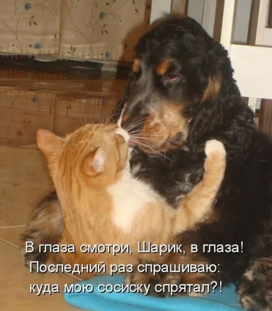 В глава Шарик в глаза Последний из спрашиваю _ куда спрят