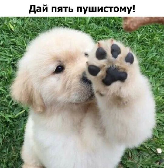дай пять пушисгому