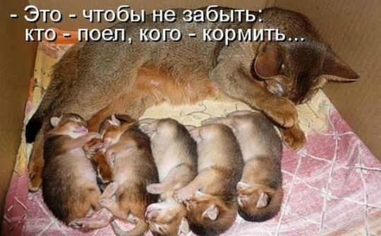 Это чтобы не зддбыть ктсу д поел щтіъйющитъ