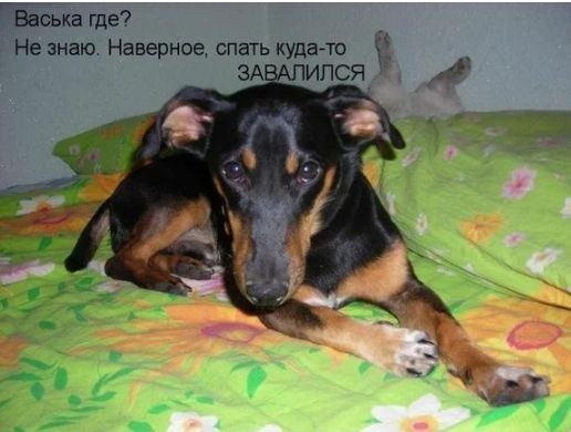 65 Ё знаю Неверное спать куда то пся 4