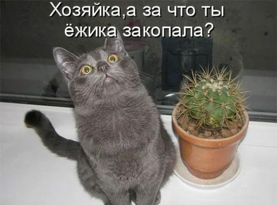 Хозяйкаа за что ты ёжикадзакопапа