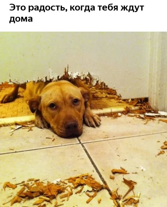 Это радость когда тебя ждут дома