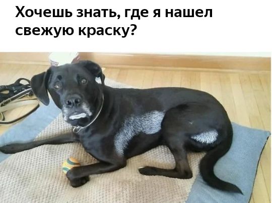 Хочешь знать где я нашел свежую краску