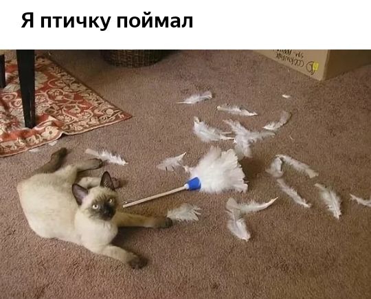 Я птичку поймал