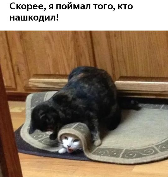 Скорее я поймал того кто нашкодил