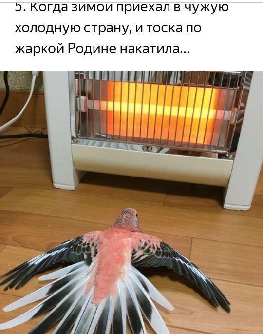 3 Когда зимои приехал в чужую холодную страну и тоска по жаркой Родине накатила