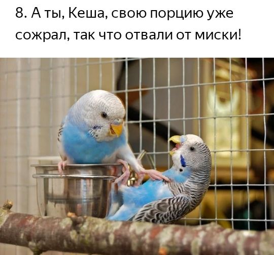 8 А ты Кеша свою порцию уже сожрал так что отвапи от миски