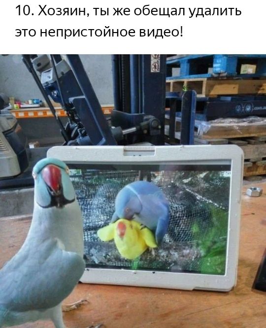 10 Хозяин ты же обещал удалить это непристойное видео Ач313 _