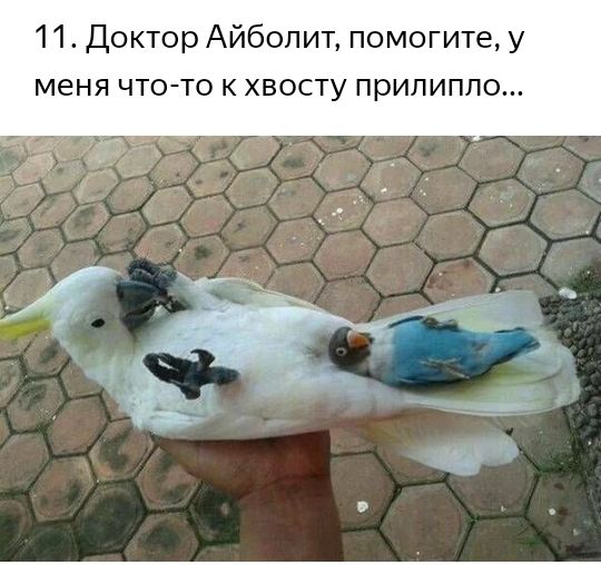 11 Доктор Айболит помогите у меня что то к хвосту прилипло