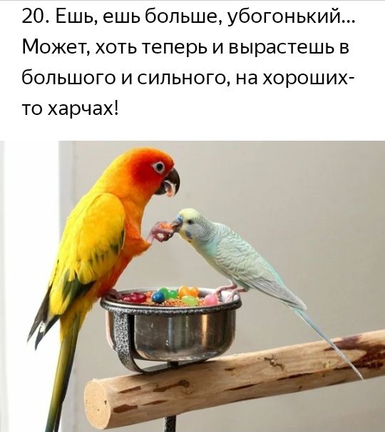 20 Ешь ешь больше убогонький Может хоть теперь и вырастешь в большого и сильного на хороших то харчах