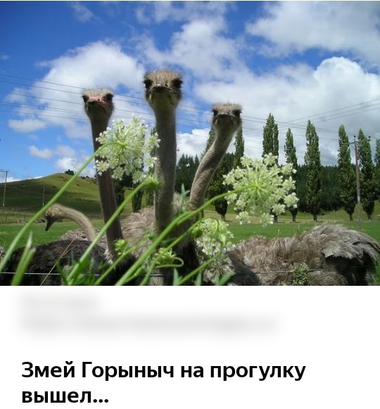 Змей Горыныч на прогулку вышел