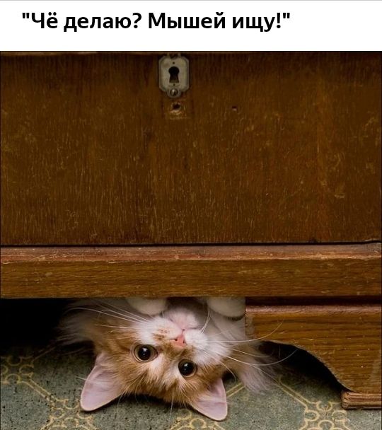 Чё делаю Мышей ищу