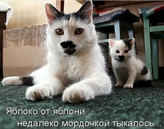 Яблокоот ябЁзнид недалеко мордочкой тыкадосьц