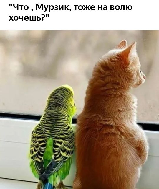 Что Мурзик тоже на волю хочешь