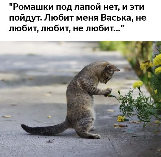 Ромашки под папой нет и эти пойдут Любит меня Васька не любит любит не любит