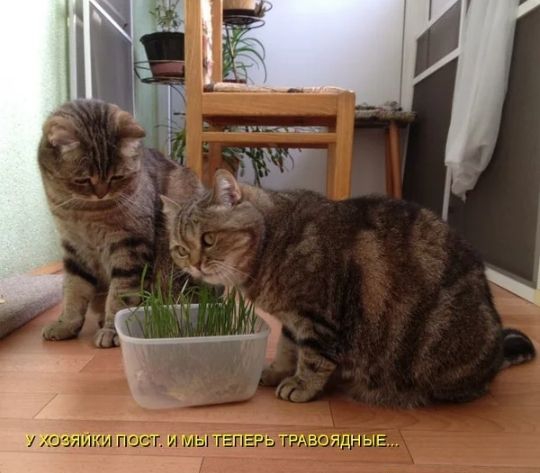 _гг ПГТ МЫ ГЕПЕРЬ Тивондни