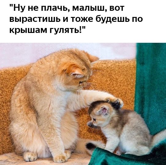 Ну не плачь малыш вот вырастишь и тоже будешь по крышам гулять