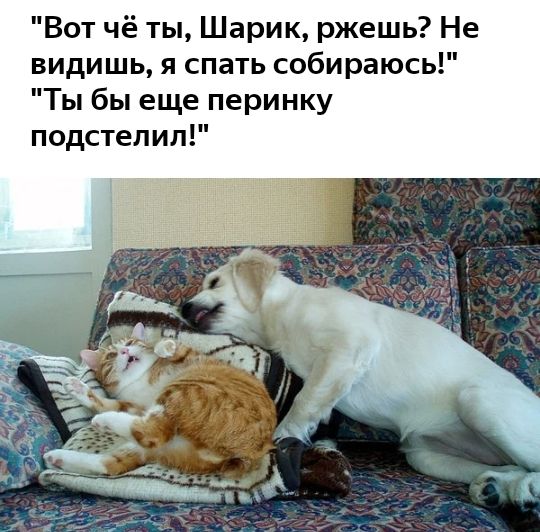 Вот чё ты Шарик ржешь Не видишь я спать собираюсь Ты бы еще перинку подстелил