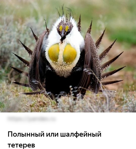 Полынный или шалфейный тетерев