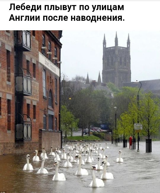 Лебеди плывуг по улицам Англии после наводнения