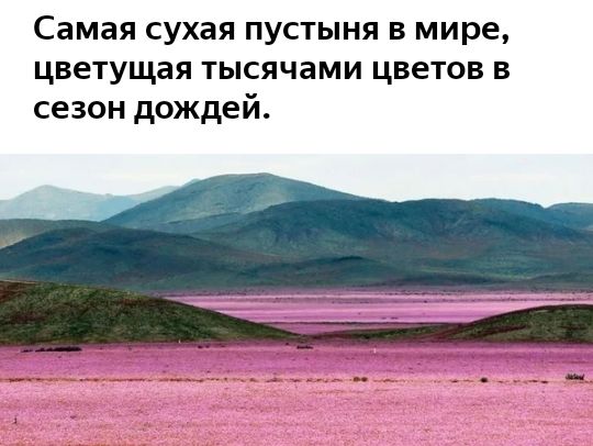 Самая сухая пустыня в мире цветущая тысячами цветов в сезон дождей