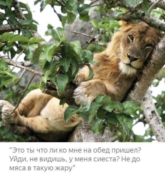 Это ты что пп но мне на обед пришел Уйди не видишь меня шеста Н д мяса в та