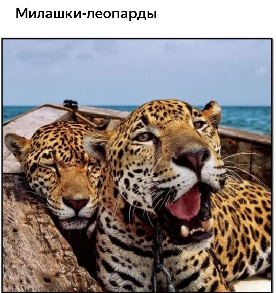 Милашки леопарды