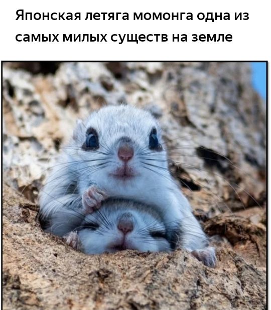 ЯПОНСКЭЯ летяга момонга одна из самых МИПЫХ существ на земле